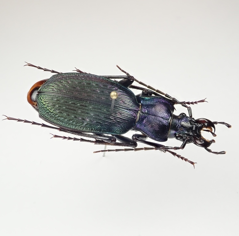 ロシア産 世界の昆虫 雌 極美 マレーシアのカマキリ 美麗オサムシ | お