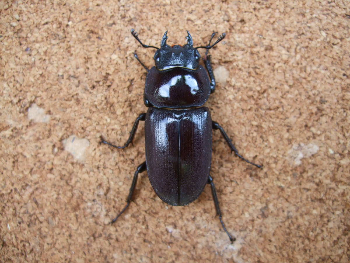 ヤエヤマコクワガタ ペア ヤエヤマコクワガタ 新成虫 ペア ヤエヤマ 