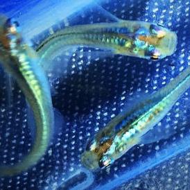 メダカ組★1スタ！めっちゃ綺麗！深海　稚魚10匹 メダカ 深海（しんかい）メダカの稚魚・10匹 幹之 メダカ水槽 改良メダカ SS～Sサイズ