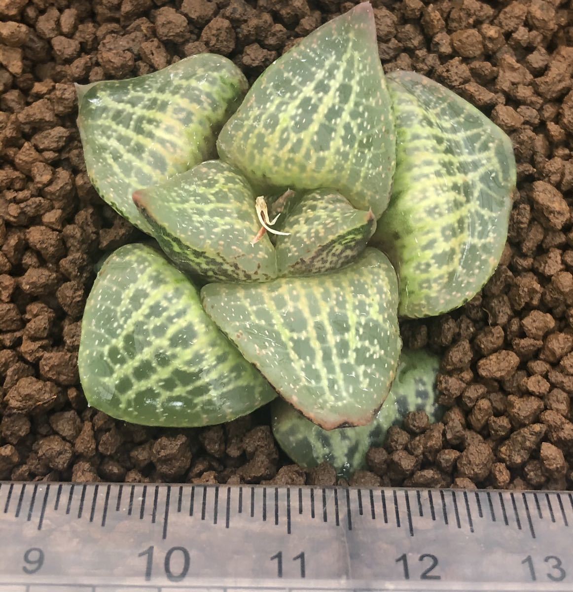 ハオルチア | オブツーサ 葉挿し プラチナ 葉挿しハオルチアいろいろ