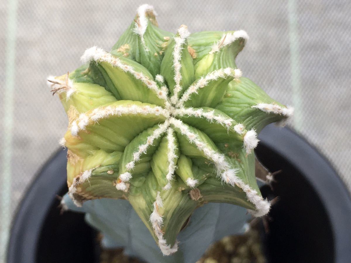 サボテン ヒントニー 花籠 稀少種・花籠、ヒントニーの開花 紅籠