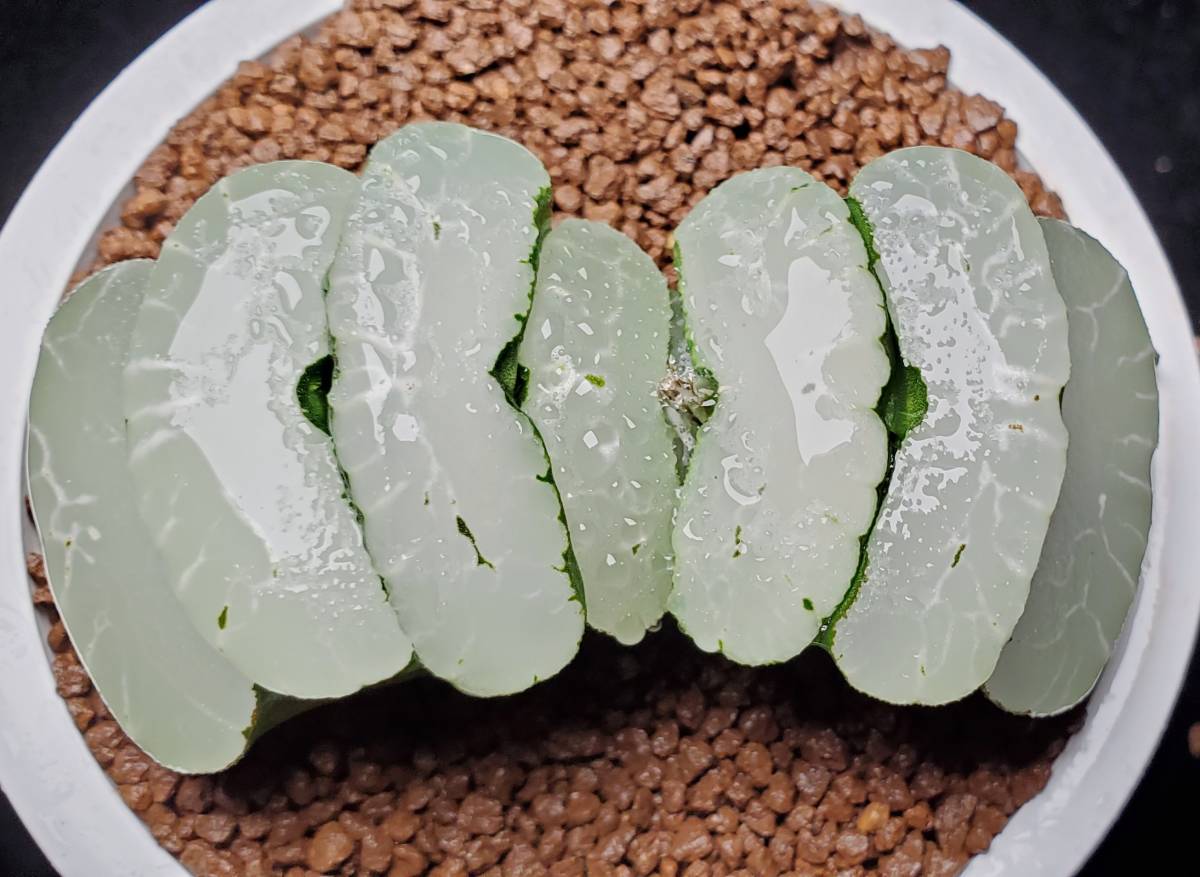 Conophytum pageae コノフィツム - PV1380B 0 (PV1380) #1439.01 Heads