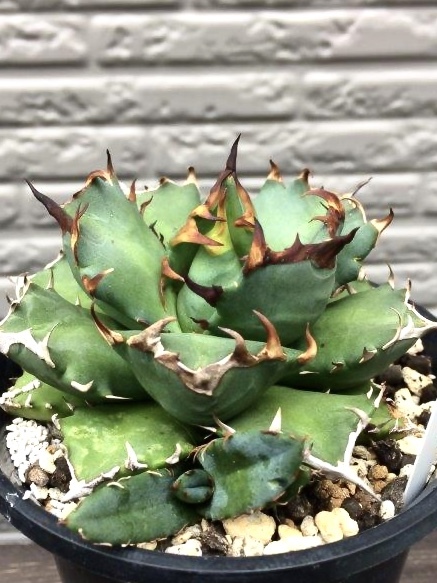 アガベ　チタノタ　「ドワーフ」カキコ苗_1