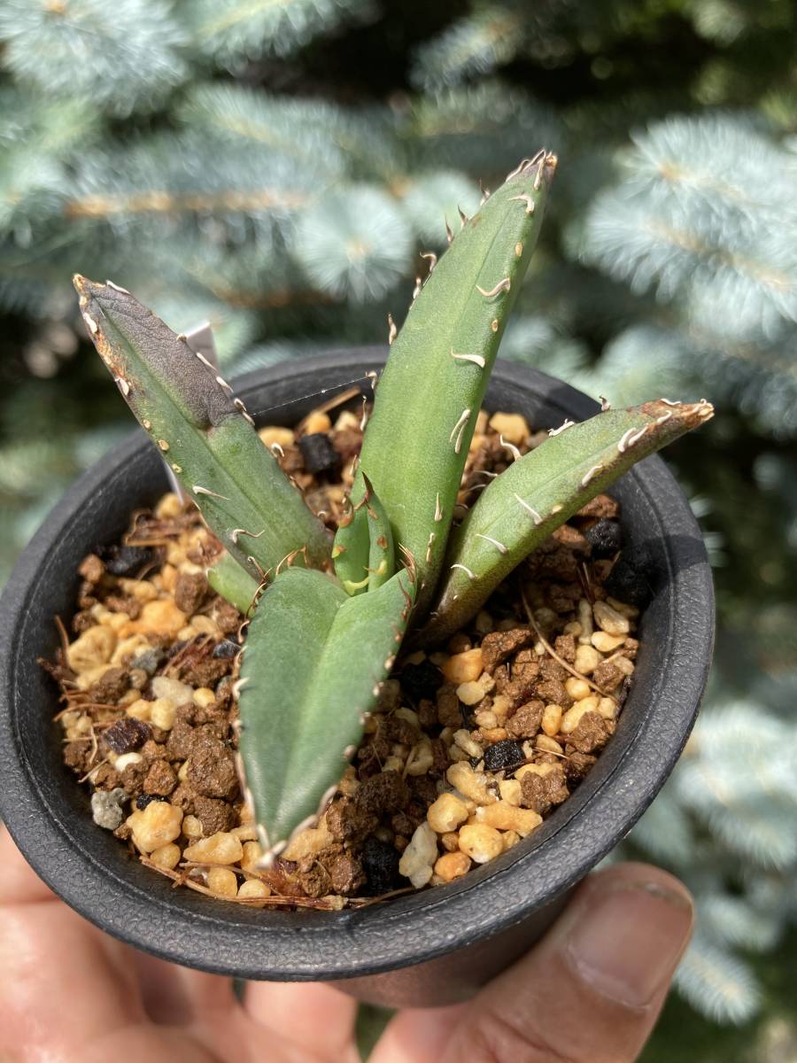 アガベ　チタノタ　「ドワーフ」カキコ苗_2
