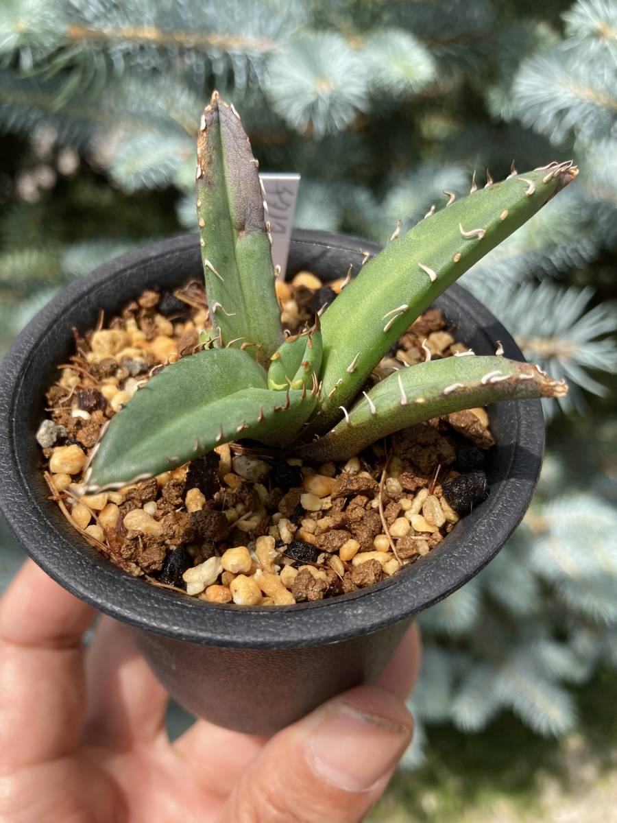 アガベ　チタノタ　「ドワーフ」カキコ苗_3