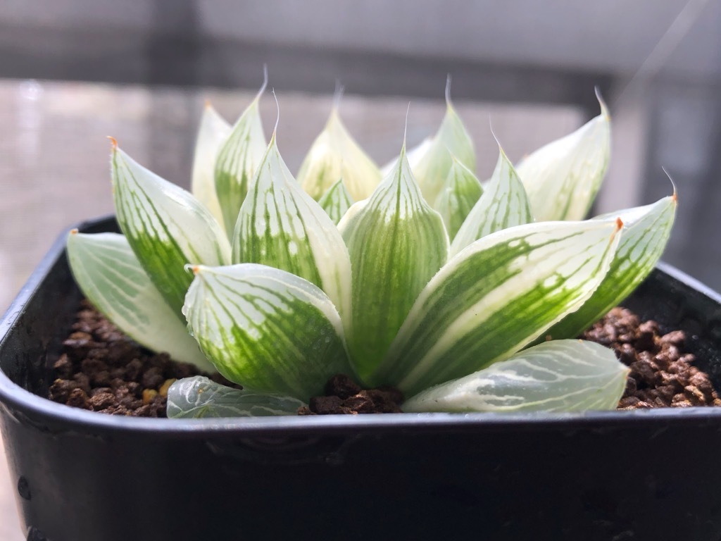 白蛇伝 ハオルチア 多肉植物 オブツーサ錦 白蛇伝 ☆ ハオルチア