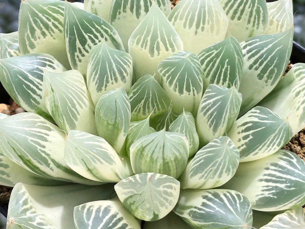 白蛇伝 ハオルチア 多肉植物 オブツーサ錦 白蛇伝 ☆ ハオルチア