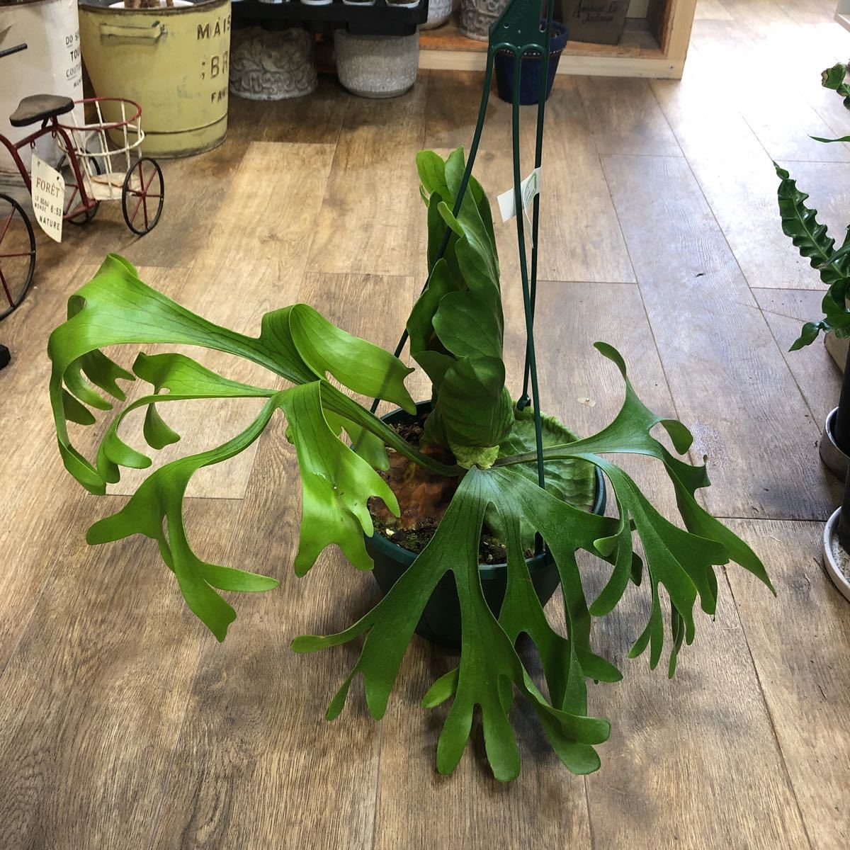  ７寸 コウモリラン キッチャクード 観葉植物インテリアグリーン ビカクシダ(ビカクシダ、コウモリラン)｜売買されたオークション情報、yahooの商品情報をアーカイブ公開 - オークファン ビカクシダ、コウモリラン