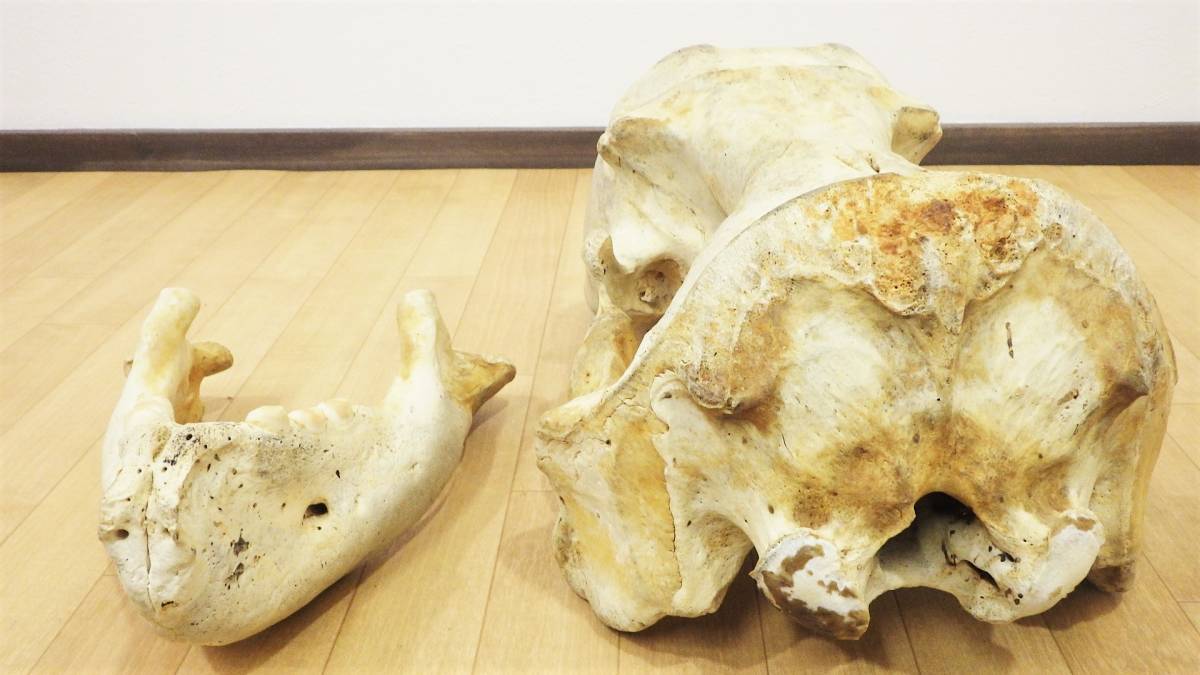 陰茎骨について | 川崎悟司 オフィシャルブログ 古世界の住人 セイウチ 