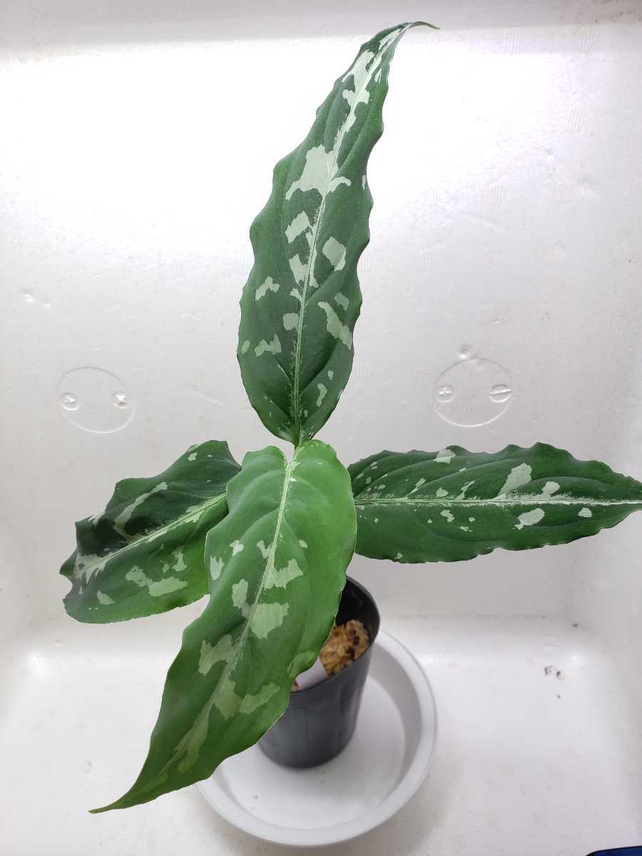 A 山野草 熱帯植物 【アグラオネマ ピクタム Aglaonema pictum しるば 