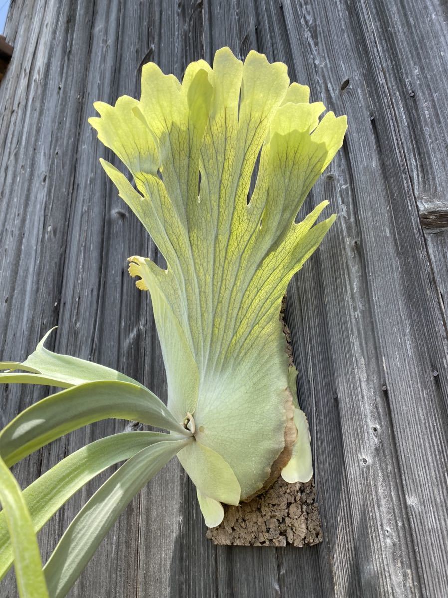 超格安一点 Comolebi Ru コウモリラン Platycerium ビカクシダ ビカクシダ コウモリラン Labelians Fr