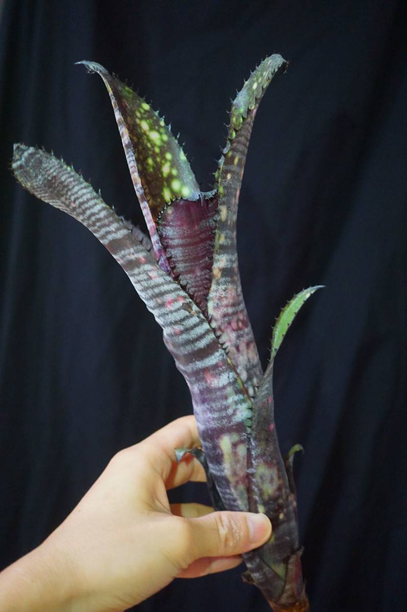 Billbergia 'Obi-wan' ビルベルギア ブロメリア 送料無料 Billbergia