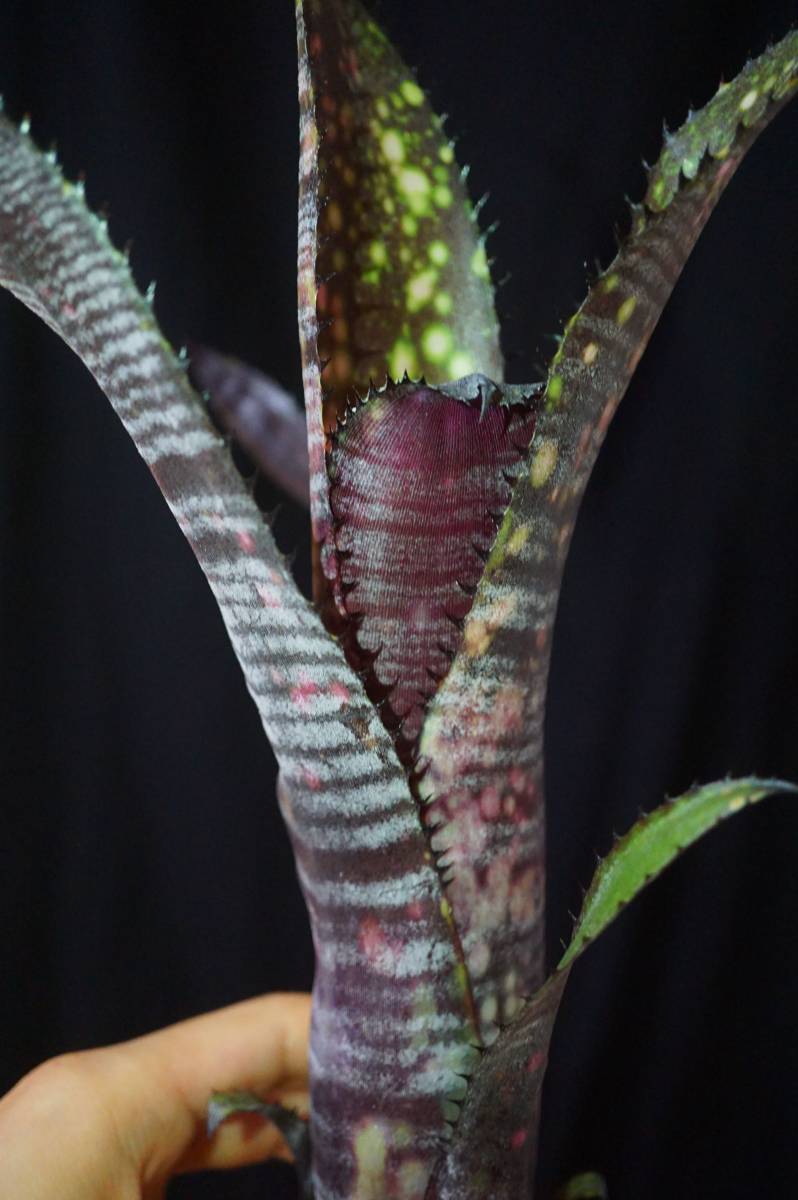 Billbergia 'Obi-wan' ビルベルギア ブロメリア 送料無料 Billbergia
