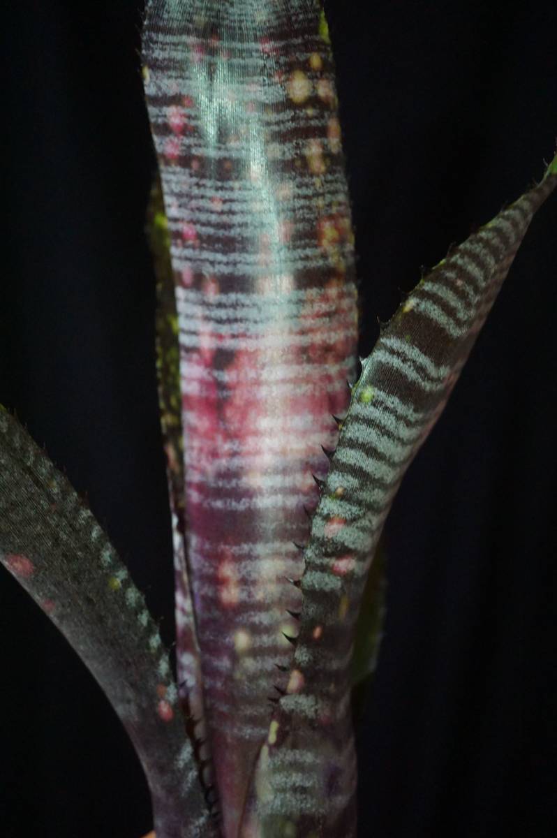 Billbergia 'Obi-wan' ビルベルギア ブロメリア 送料無料 Billbergia