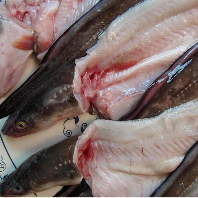 とろける甘さ!! 「穴子の開き1kg」とれたて『魚王国』境港産 とろける とろける甘さ!「穴子の開き1kg位」とれたて『魚王国』境港産 とろける甘さ!! 「活〆穴子 オンラインストア直送 脂のってます!!地物「天然ブリ5-6kg」鮮度抜群、山陰境港