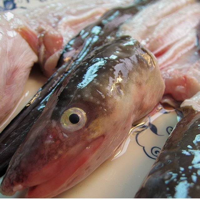 とろける甘さ!! 「穴子の開き1kg」とれたて『魚王国』境港産 とろける とろける甘さ!「穴子の開き1kg位」とれたて『魚王国』境港産 とろける甘さ!! 「活〆穴子 オンラインストア直送 脂のってます!!地物「天然ブリ5-6kg」鮮度抜群、山陰境港
