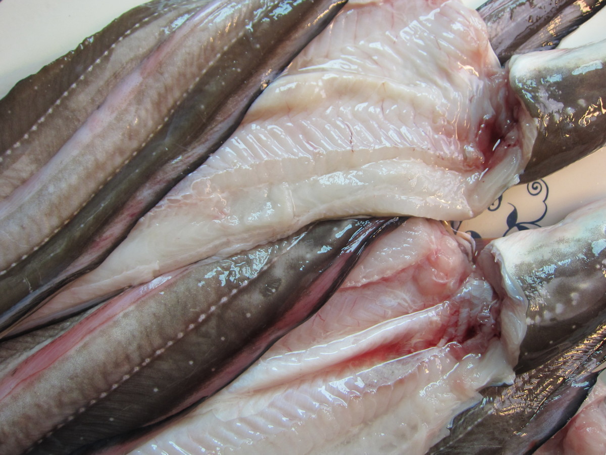 とろける甘さ!! 「穴子の開き1kg」とれたて『魚王国』境港産 とろける とろける甘さ!「穴子の開き1kg位」とれたて『魚王国』境港産 とろける甘さ!! 「活〆穴子 オンラインストア直送 脂のってます!!地物「天然ブリ5-6kg」鮮度抜群、山陰境港