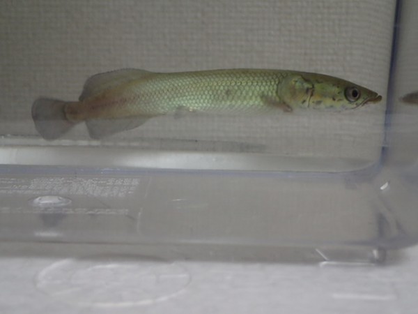 ピラルク XIANLENG 1匹 10から12CM SMサイズ F2 証明書付 