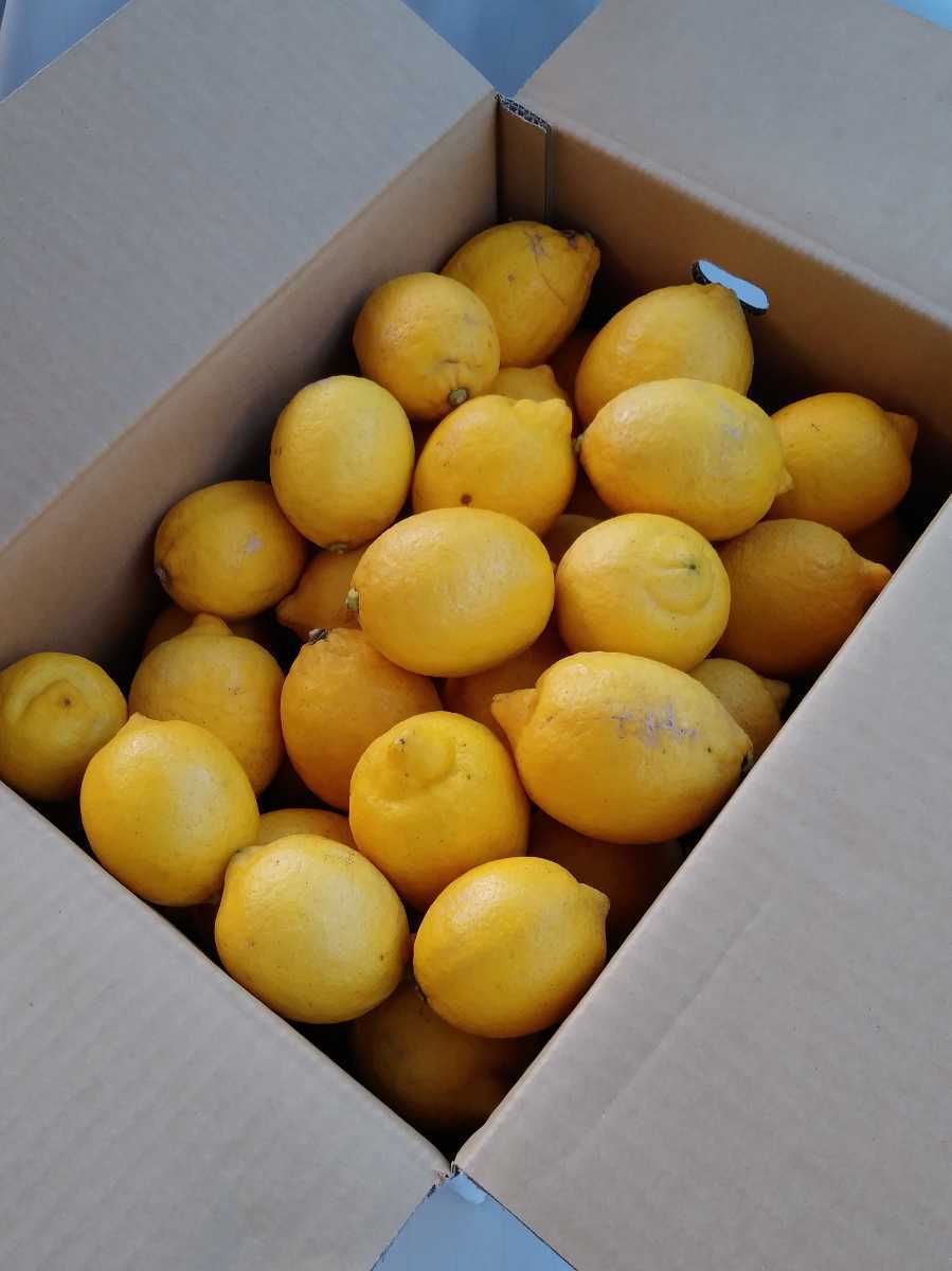 格安，SALE ②広島県瀬戸田産 レモン Ｂ級品 約５kg 約２５ ３０個 サイズいろいろ ゆうパック80サイズ 農家直送 ビタミンC 免疫力ＵＰ(かんきつ類)｜売買されたオークション情報、yahooの商品情報をアー かんきつ類