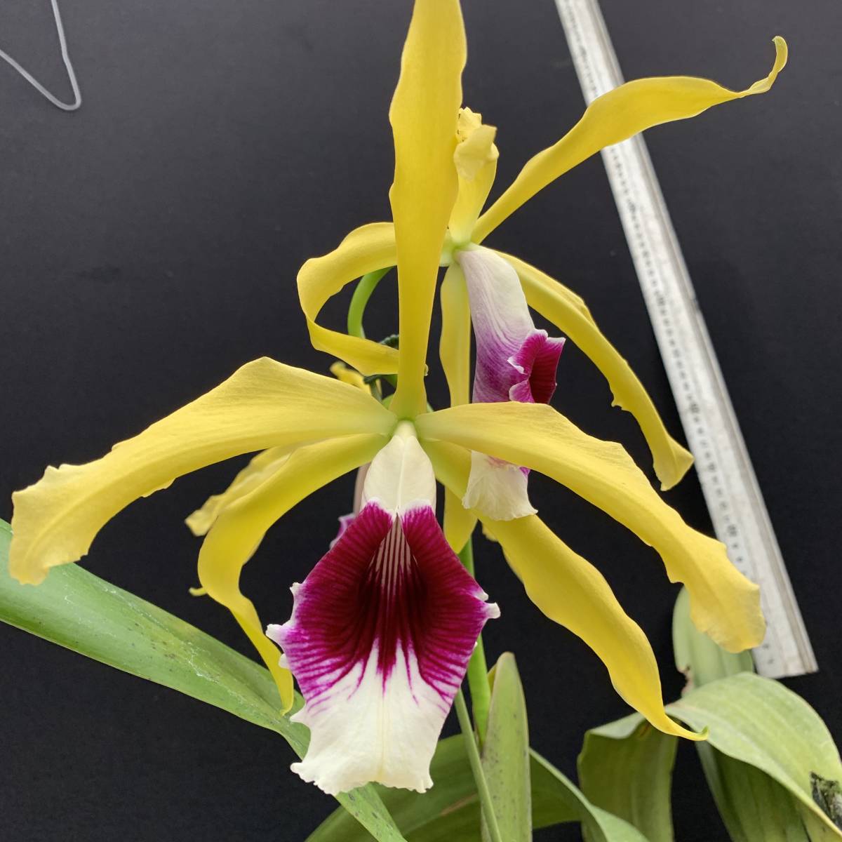 洋ラン カトレヤ 原種 THOー60 L.tenebrosa fma aurea Walton Grange