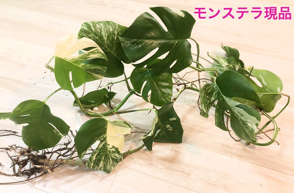モンステラ 斑入りモンステラ 公式通販 『斑入りモンステラ