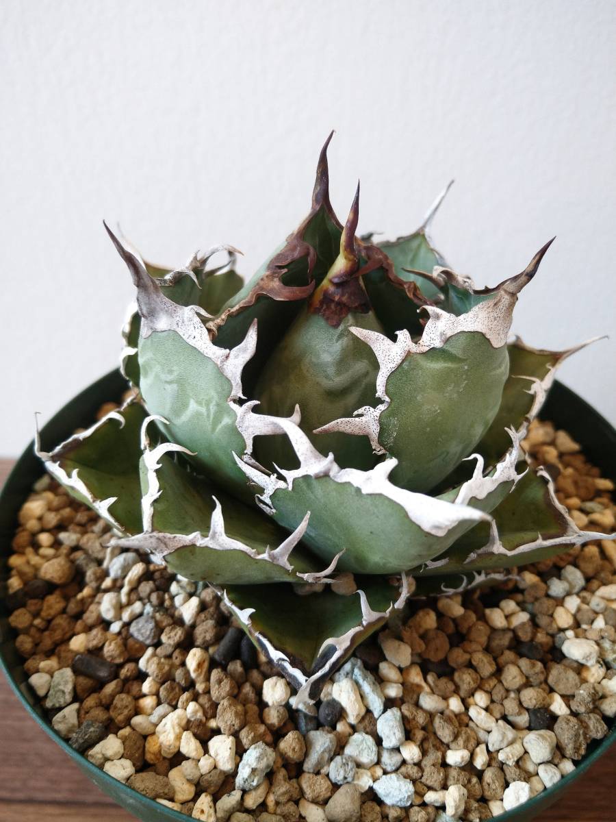 W40cm アガべ ピグマエア ドラゴントゥース1 Agave Pygmaea Dragontoes
