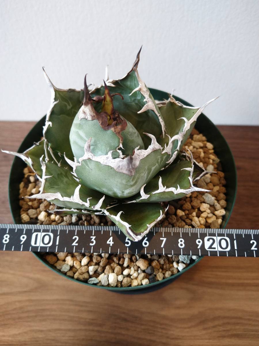 アガベ チタノタ 白鯨 ボールタイプ 美株 オススメサイズ △8月入荷