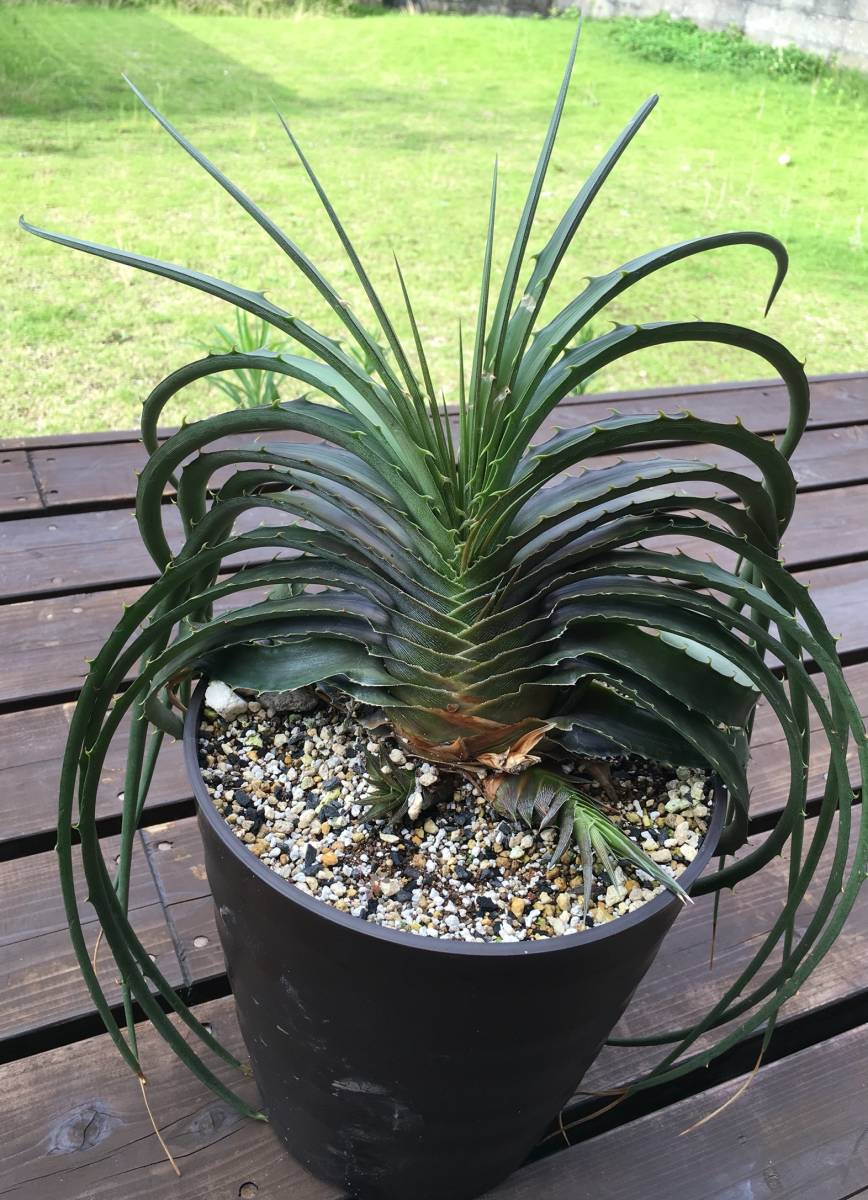 Dyckia Estevesii ディッキア エステベシー