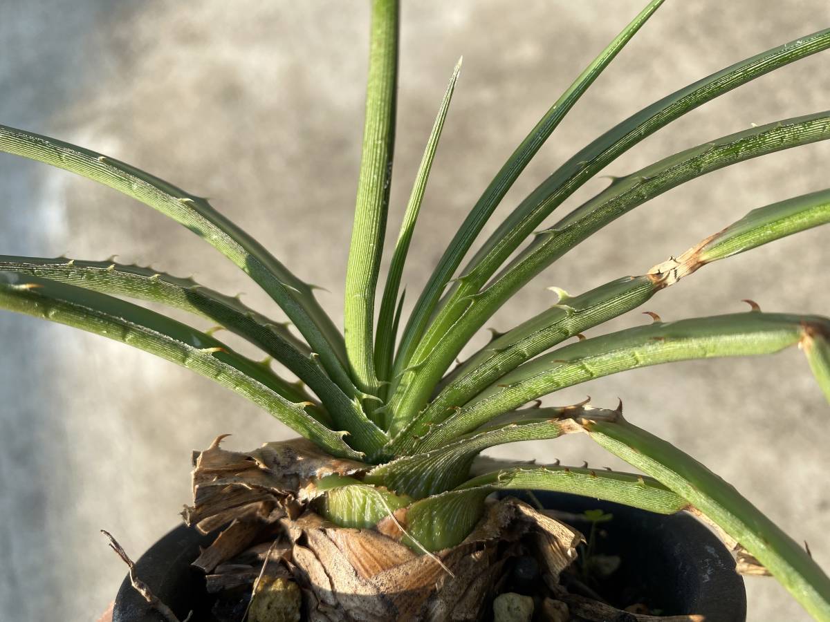 Dyckia Estevesii ディッキア エステベシー