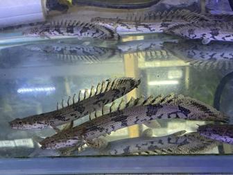Pure ポリプテルス エンドリケリー ポリプの代表 飼育が容易 ポリプの 種 同梱包ｏｋ エンドリケリー 売買されたオークション情報 Yahooの商品情報をアーカイブ公開 オークファン Aucfan Com