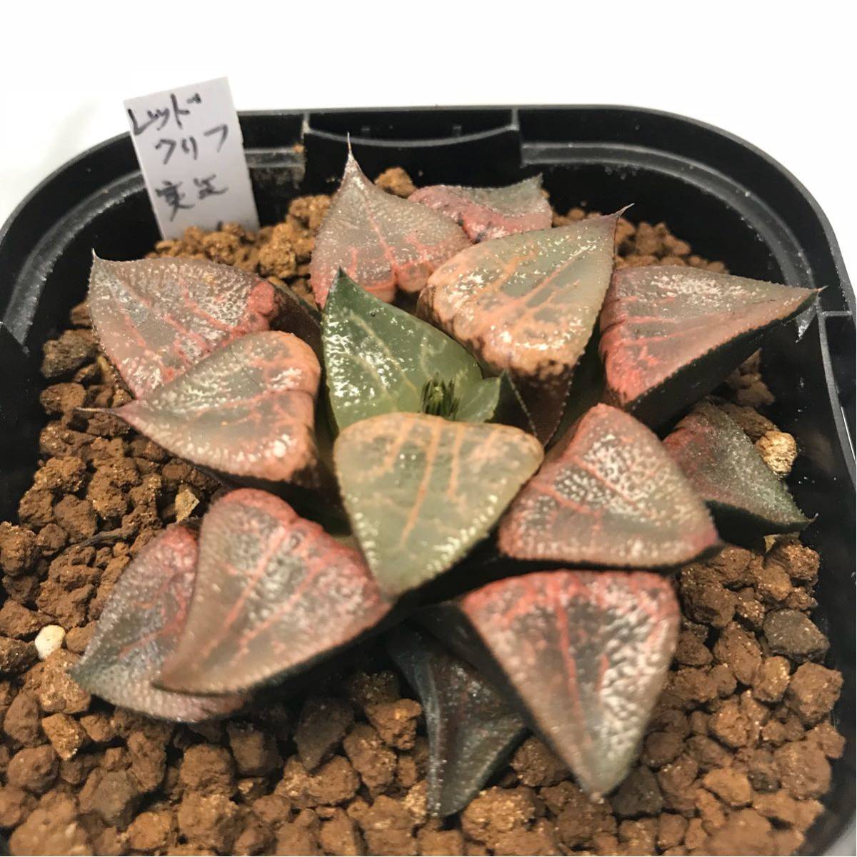 多肉植物 ハオルチア ピクタ レッドクリフ二重作実生苗赤筋木の葉模様