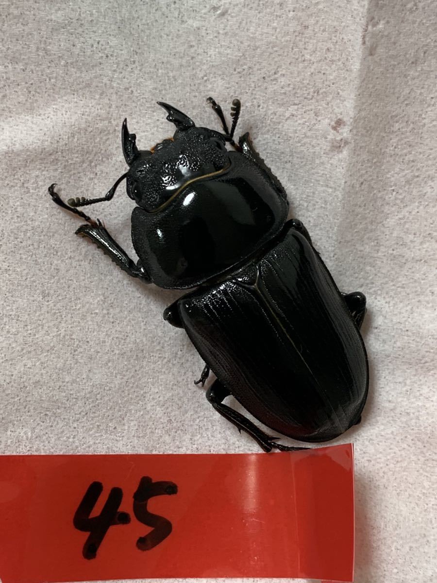 ○栃木県産オオクワガタ F2 ♀のみ3頭 【新成虫 】