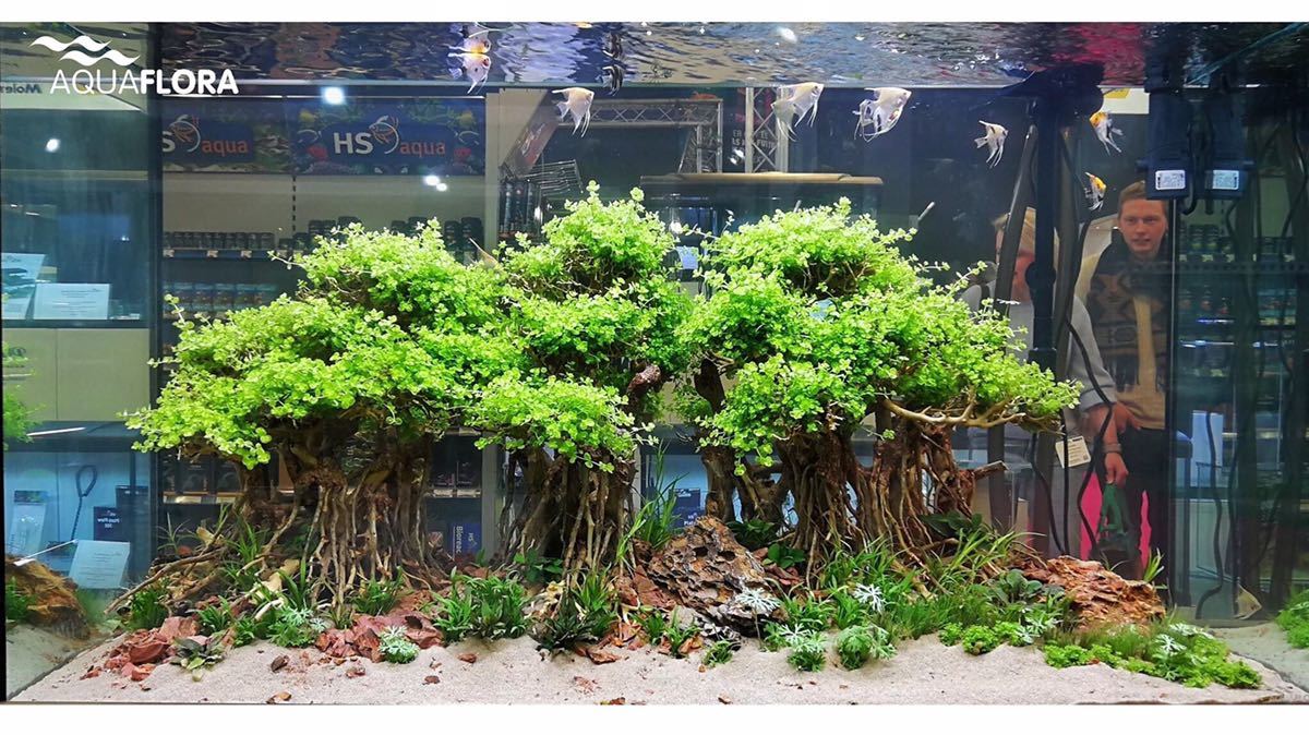 【数量限定，安い】 残り3個だけ 三龍熱帯雨林バニヤン流木(水槽装飾品)｜売買されたオークション情報、yahooの商品情報をアーカイブ公開 - オークファン 水槽装飾品
