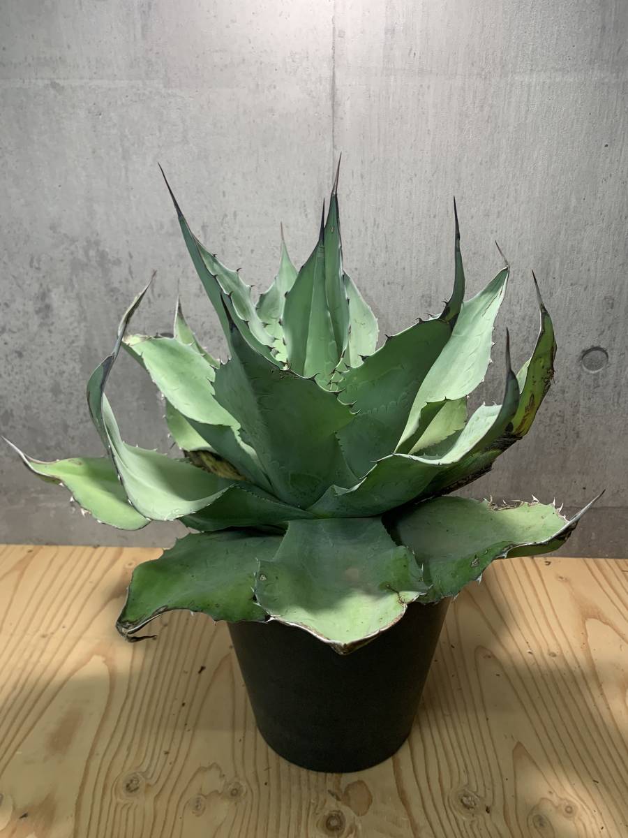 アガベ オバティフォリア ovatifolia Agave 0 ドワーフ dwarf | INC
