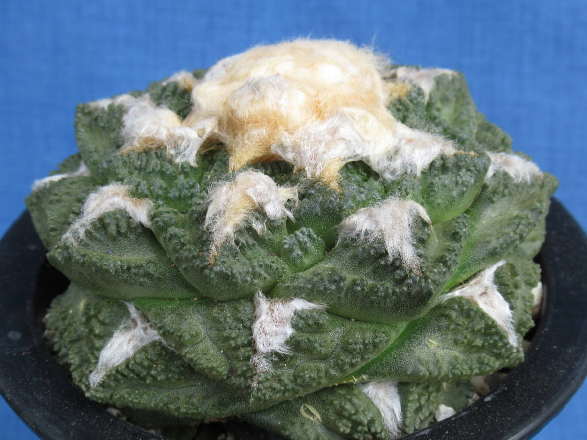 サボテン多肉植物 亀甲牡丹 実生苗 【公式通販】