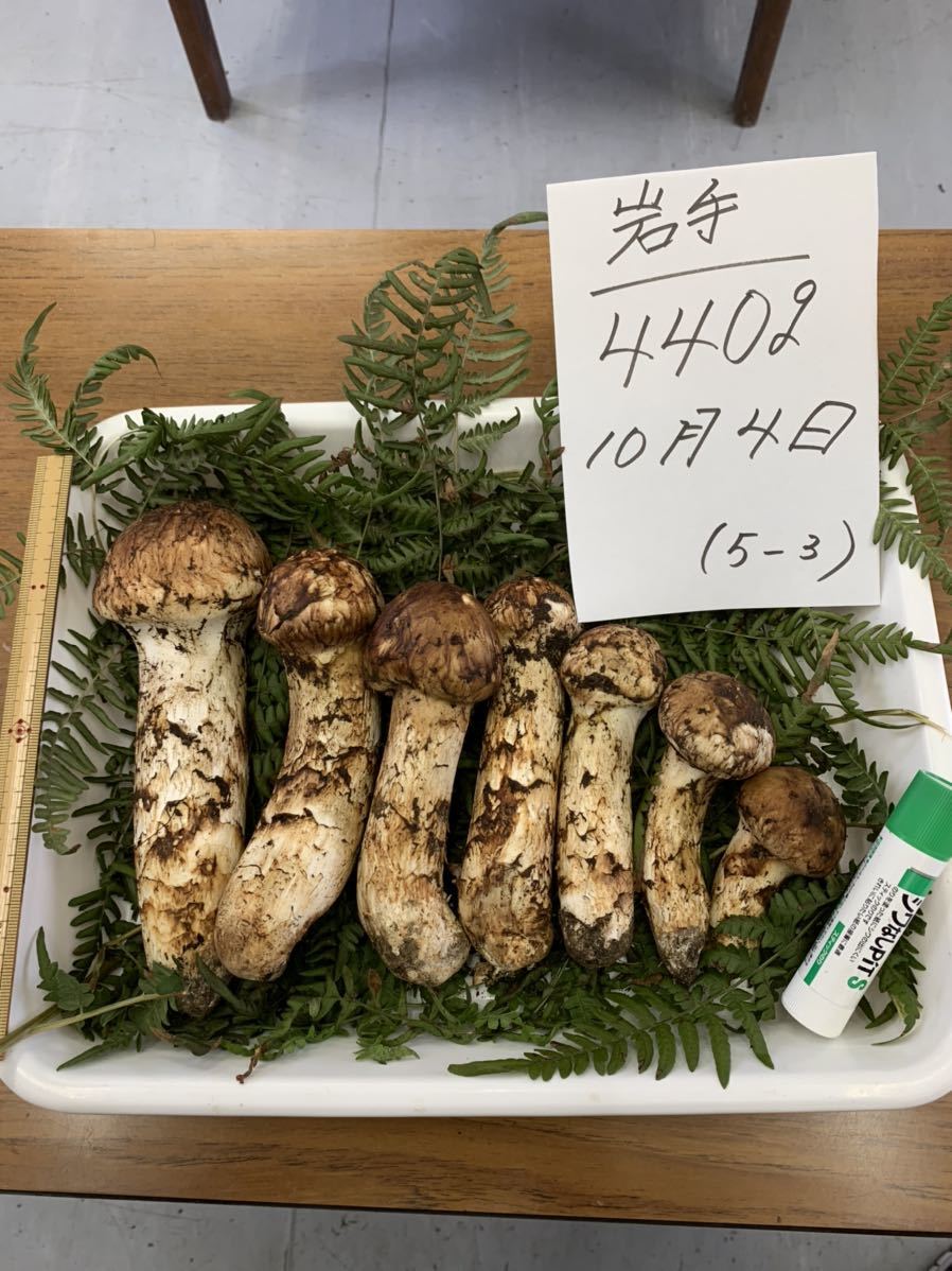岩手県産松茸　10月4日朝　5-3 | 岩手県産松茸 5-3 岩手県宮古市産松茸訳あり品250g ＜2026秋発送＞岩泉まつたけ 岩手より激安の「訳あり品まつたけ」をお