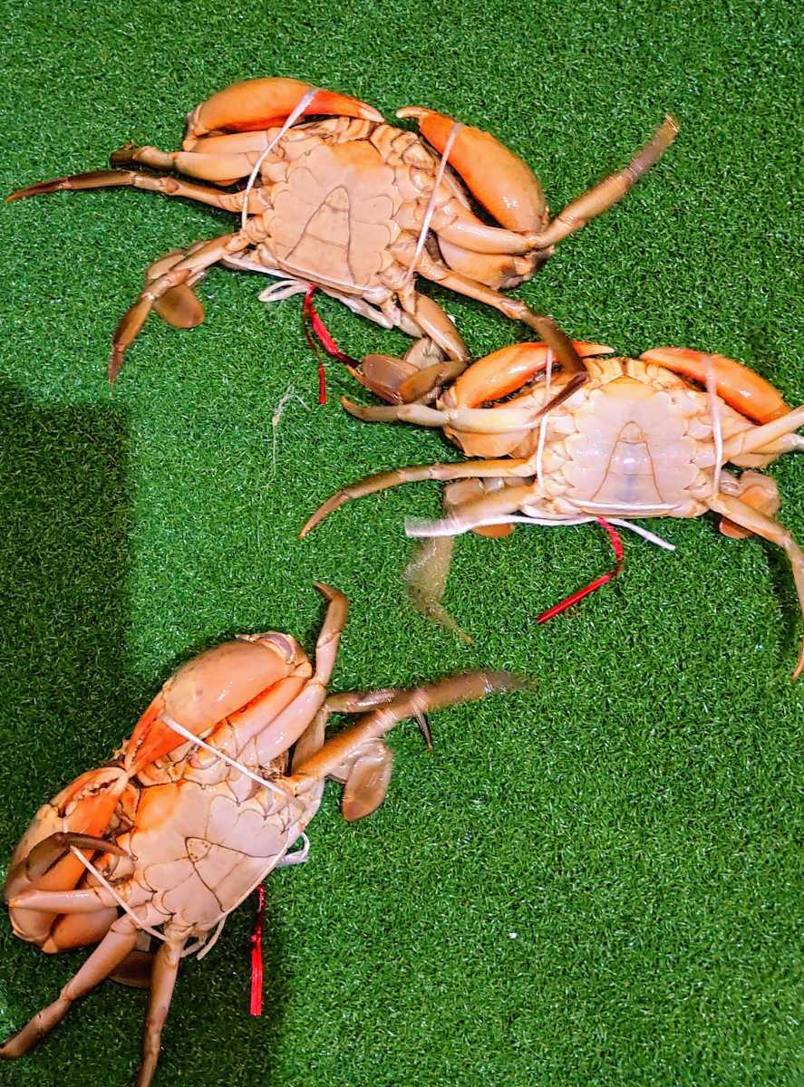 浜名湖の幻のカニ☆活き☆ドウマン蟹☆浜名湖産ノコギリガザミ
