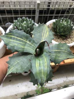 多肉植物アガベ フェロックス錦極上株 観葉植物 花、園芸 【公式通販】