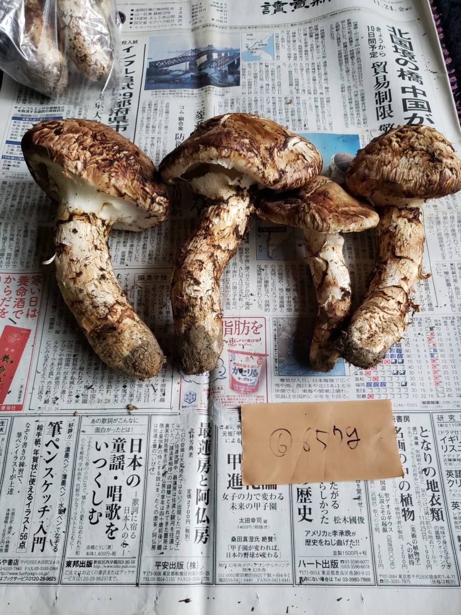 人気，SALE 6 岩手県 岩泉産松茸 657グラム(マツタケ)｜売買されたオークション情報、yahooの商品情報をアーカイブ公開 - オークファン マツタケ