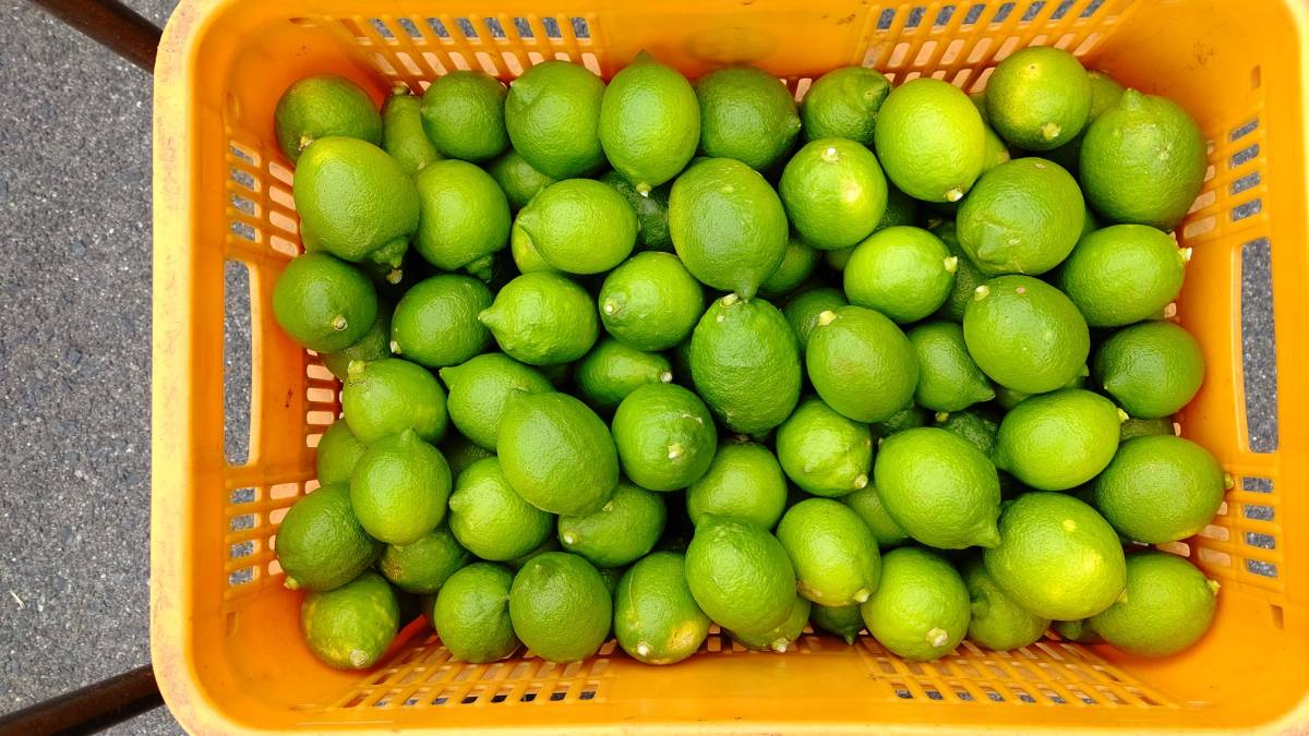 広島大崎下島産　早生大長レモン10㎏　訳あり品！産地直送採れたて！ 広島大崎下島産 訳あり品！産地直送採れたて！ 早生大長レモン10㎏ 大崎上島産「訳あり瀬戸内レモン」5kgのお得通販｜Kuradashi 広島大長レモン1キロ無選別：広島県産のみかん・柑橘類｜食べ レモンの通販