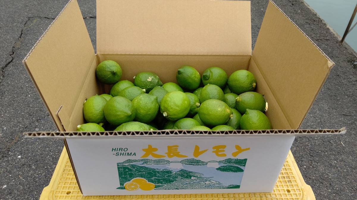 広島大崎下島産　早生大長レモン10㎏　訳あり品！産地直送採れたて！ 広島大崎下島産 訳あり品！産地直送採れたて！ 早生大長レモン10㎏ 大崎上島産「訳あり瀬戸内レモン」5kgのお得通販｜Kuradashi 広島大長レモン1キロ無選別：広島県産のみかん・柑橘類｜食べ レモンの通販