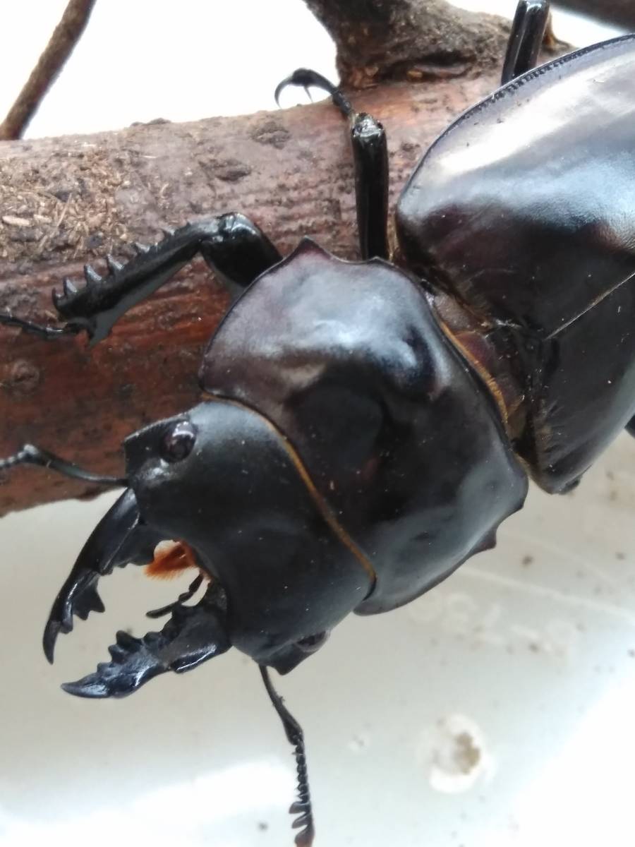 西表島産 ヤエヤママルバネクワガタ セール！ ヤエヤママルバネ 特大