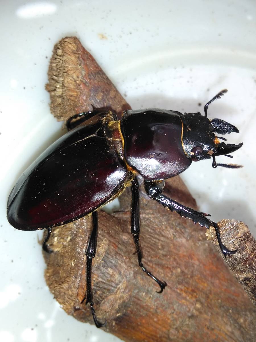 西表島産 ヤエヤママルバネクワガタ セール！ ヤエヤママルバネ 特大