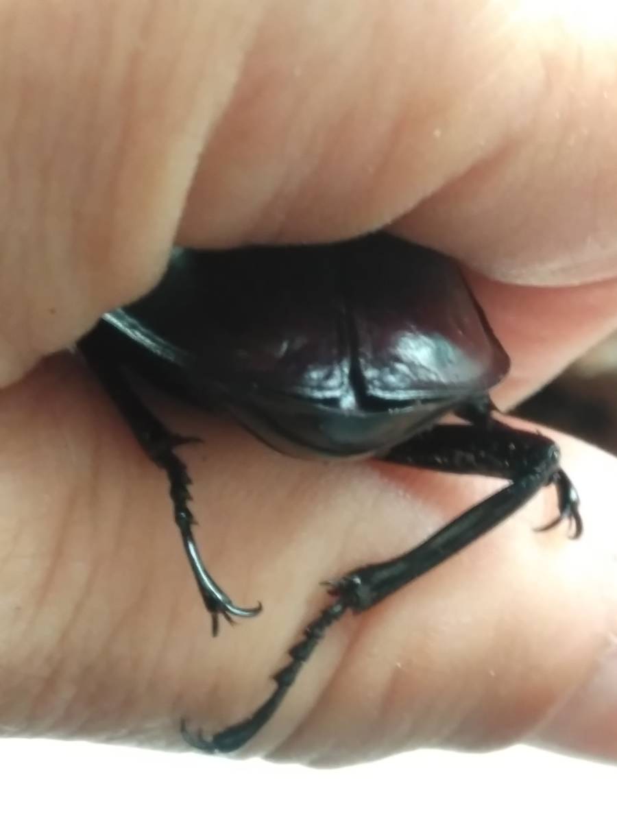 西表島産 ヤエヤママルバネクワガタ セール！ ヤエヤママルバネ 特大