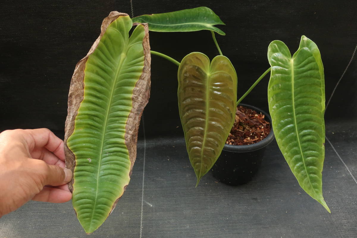 Anthurium Veitchii アンスリウム ベイチー 細長い葉 観葉植物 売買されたオークション情報 Yahooの商品情報をアーカイブ公開 オークファン Aucfan Com