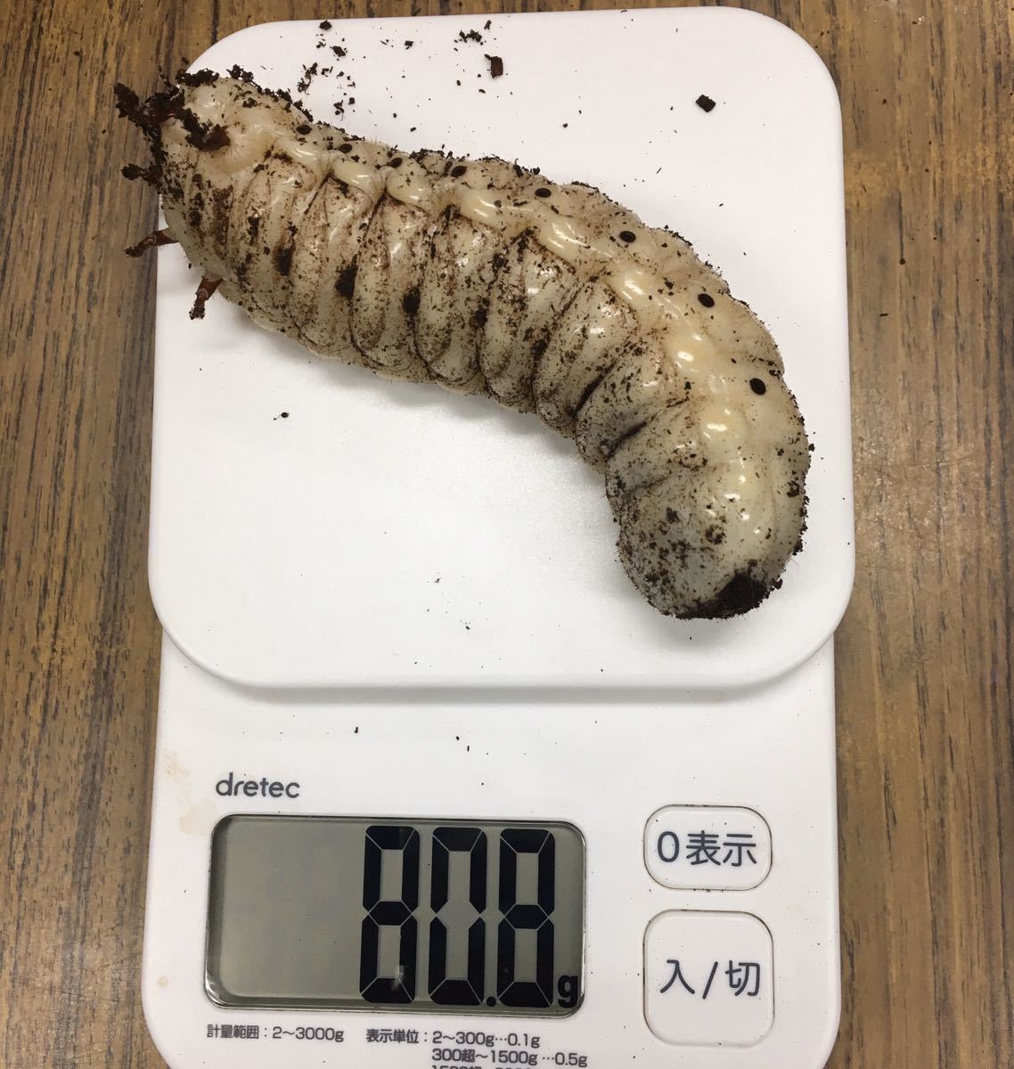 マダガスカルのドクバッタ 立体標本 - 昆虫標本 オオスズメバチ立体