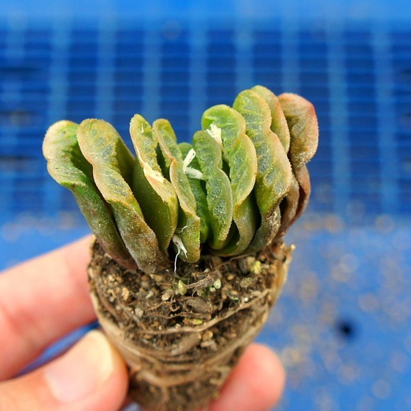 118 多肉植物0品目100円スタート グリーン玉扇 ハオルチア ハオルチア50種 エケベリア50種 サボテン 売買されたオークション情報 Yahooの商品情報をアーカイブ公開 オークファン Aucfan Com