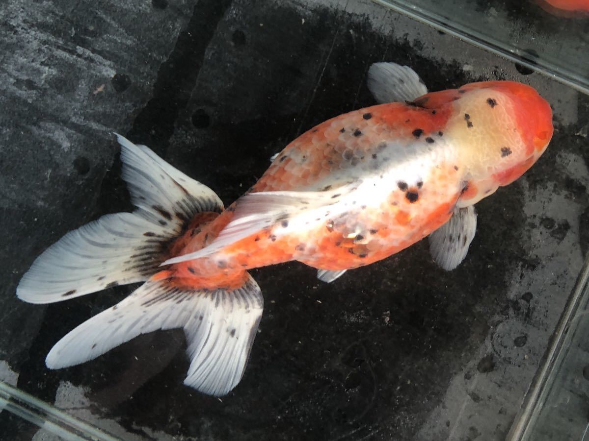 Yahoo!オークション 「ジャンボ東錦」獅子頭 (金魚) の落札相場 