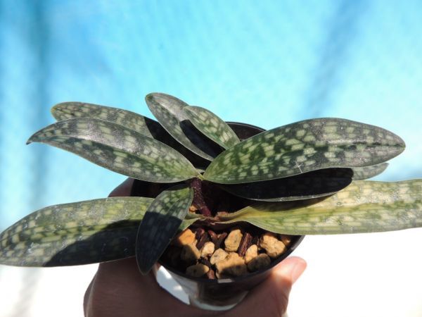  T 洋蘭 Paphiopedilum Wossner Vietnam Love micranthum x vietnamense フィオ 洋ラン(ラン)｜売買されたオークション情報、yahooの商品情報をアーカイブ公開 - オークファン ラン