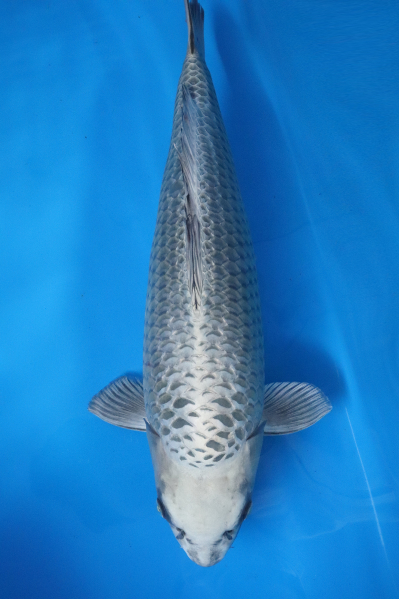 人気，品質保証 魚酔 池揚げセール2020 阪井養魚場産 シルバーフォックスの仔 メス ３才 64cm #403(錦鯉)｜売買されたオークション情報、yahooの商品情報をアーカイブ公開 - オークファン 錦鯉